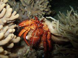 Hermit Crab during a night dive off Mabul Island, taken w... by Alex Lim 